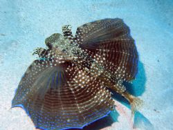 13 nautical miles from Rincon, Puerto Rico lies Isla Dese... by John Thompson 